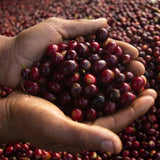 La Chacra D’Dago - Wiracocha lot - Peru