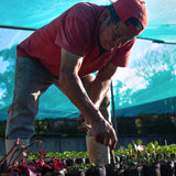 La Chacra D’Dago - Wiracocha lot - Peru