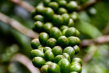 Subscription – FAMILY (FREE SHIPPING) - OCTOBER: COLOMBIA