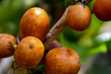 Subscription – FAMILY (FREE SHIPPING) - OCTOBER: COLOMBIA