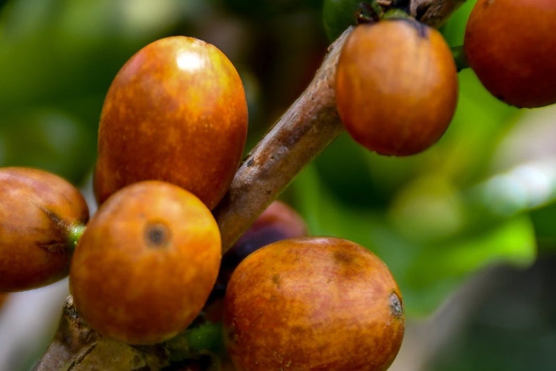 Subscription – FAMILY (FREE SHIPPING) - OCTOBER: COLOMBIA