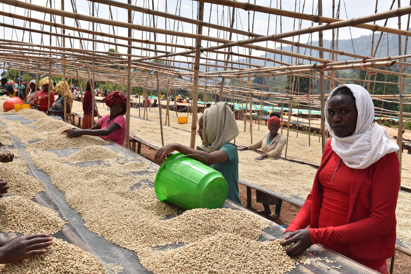 Chelbesa - Arabica - Yirgacheffe - Southern Ethiopia