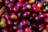 Subscription – FAMILY (FREE SHIPPING) - OCTOBER: COLOMBIA