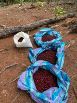 Chiriloma – Cusco – Peru