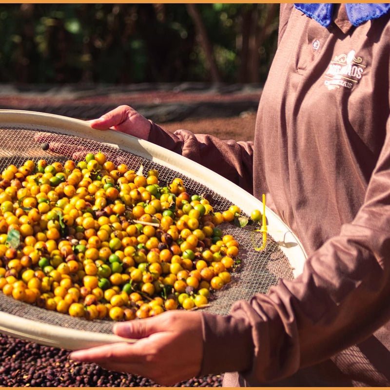 Fazenda Dois Irmãos – Natural Arabica – Minas Gerais – Brazil