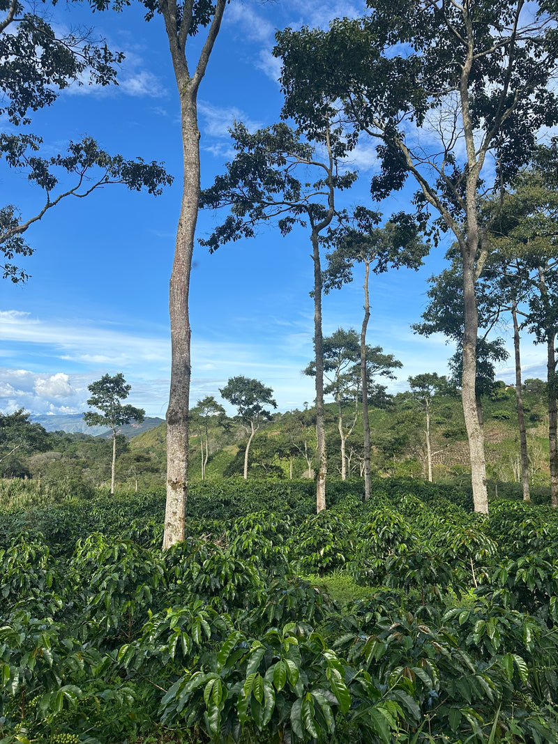 Yiver Vargas – Pink Bourbon – Huila – Colombia