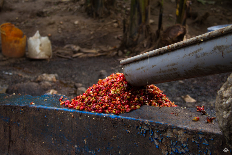 Subscription – Medium (FREE SHIPPING) - MARCH 2025: RWANDA