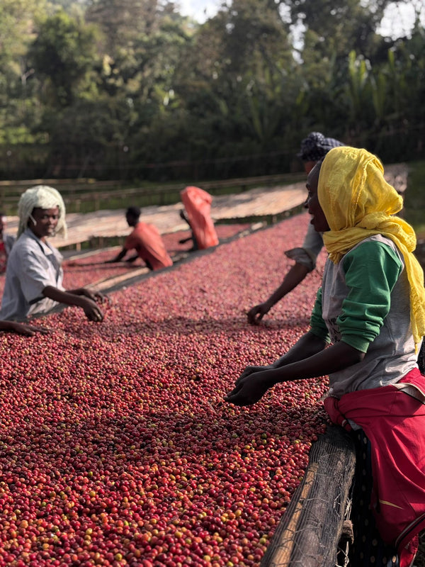 Nordic Roasting Co. High-quality, responsibly-sourced specialty coffee