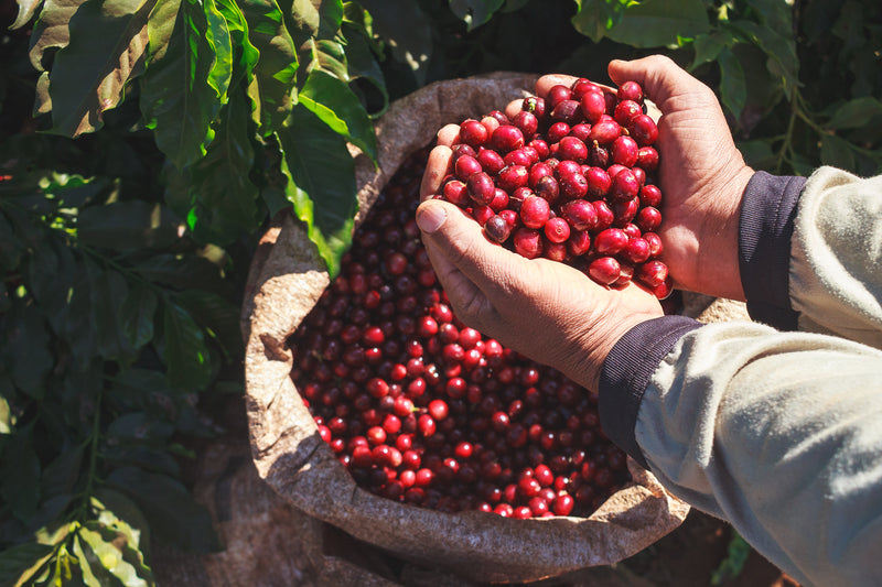 Fazenda Dois Irmãos – Natural Arabica – Minas Gerais – Brazil