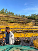 Bombe – Dry ("anaerobic") fermented arabica – Sidamo – Ethiopia