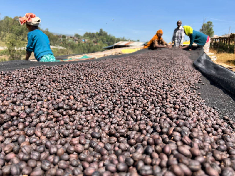 Bombe – Dry ("anaerobic") fermented arabica – Sidamo – Ethiopia