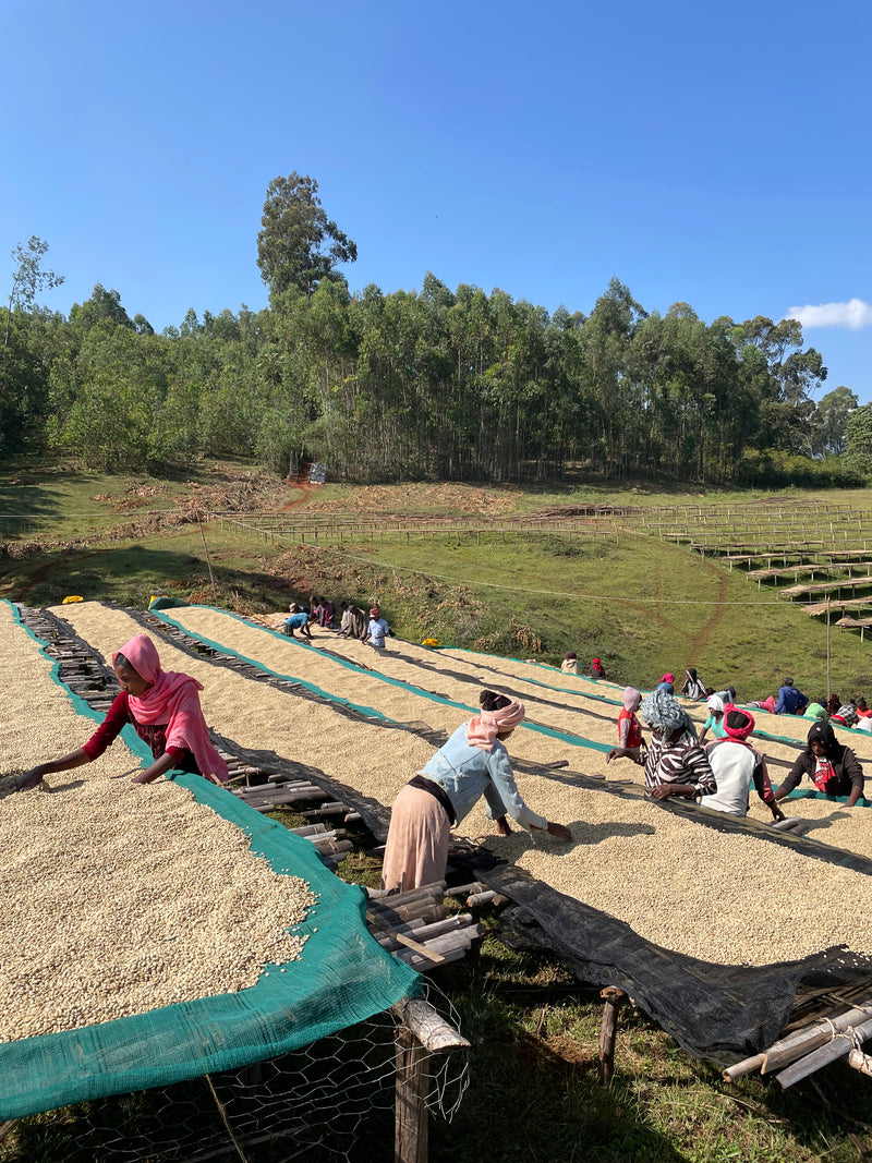 Bombe – Dry ("anaerobic") fermented arabica – Sidamo – Ethiopia