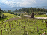 Bombe – Dry ("anaerobic") fermented arabica – Sidamo – Ethiopia