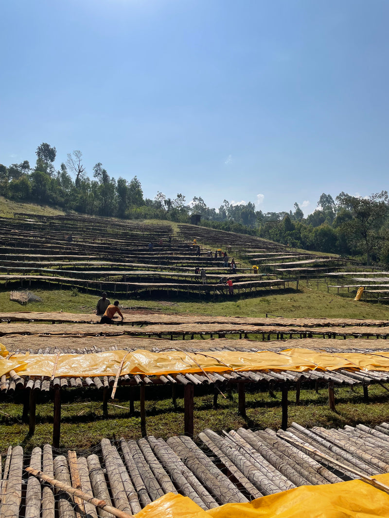 Bombe – Dry ("anaerobic") fermented arabica – Sidamo – Ethiopia