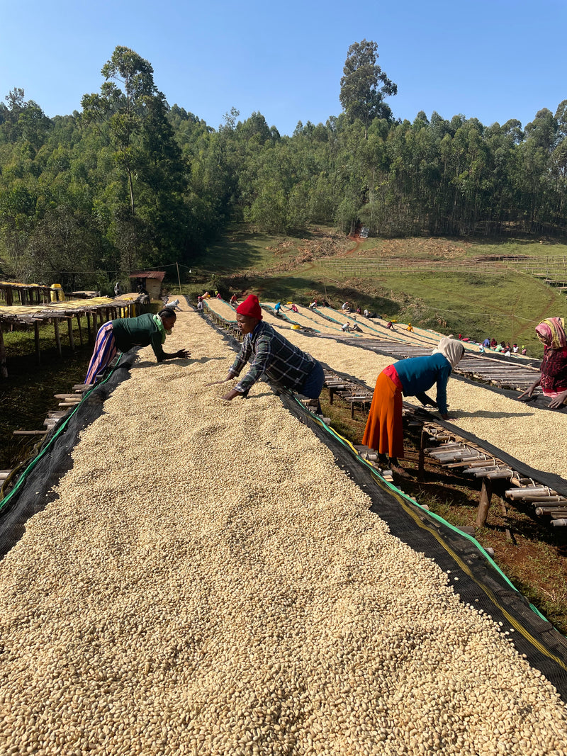 Bombe – Dry ("anaerobic") fermented arabica – Sidamo – Ethiopia